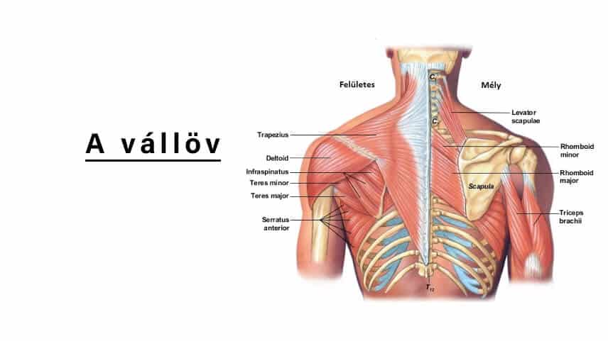 felső vállízület a nyaki gerinc lemezeinek osteochondrosisa
